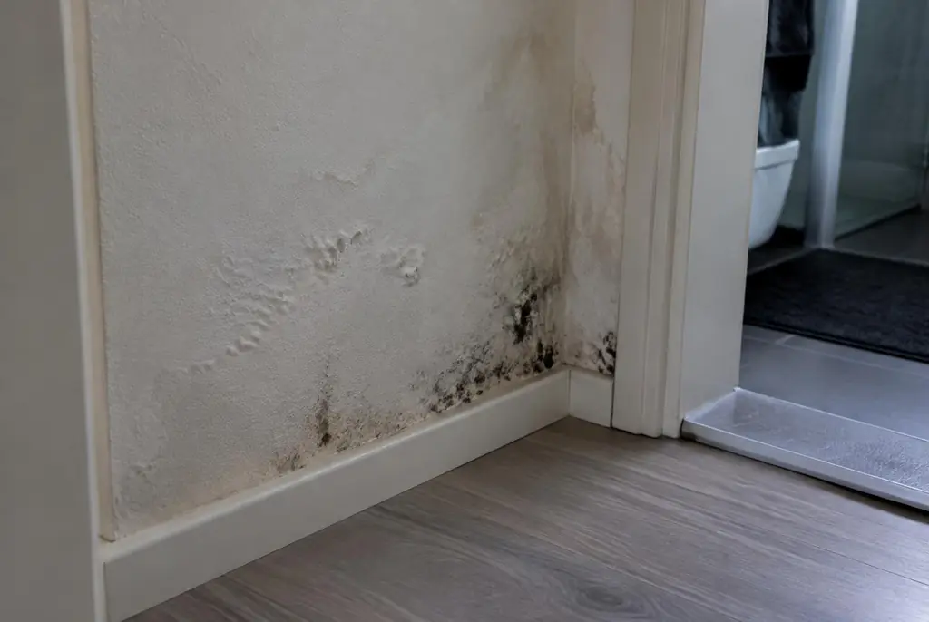 Lekdetectie Zeist – vochtplek met schimmel op een muur
